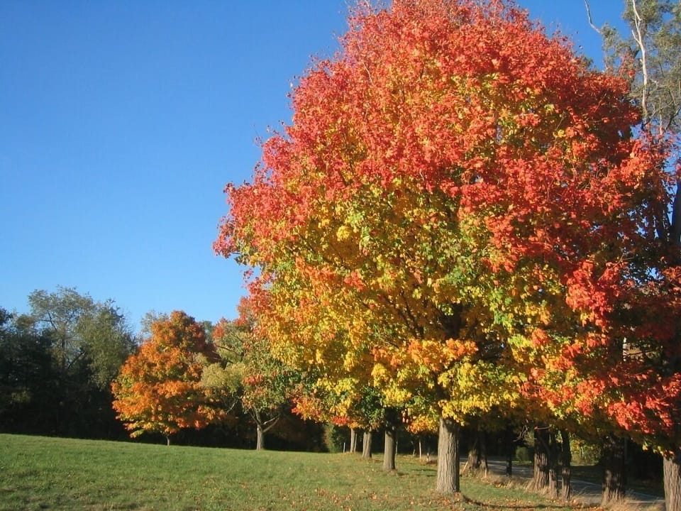 Sugar maples are always beautiful every Fall around the farm.