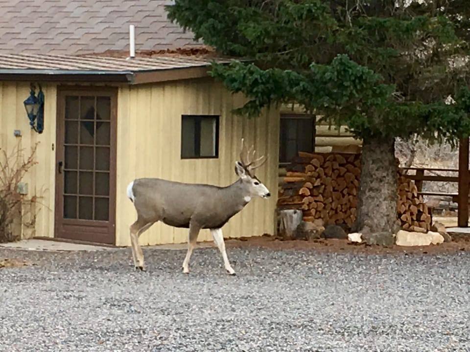 Back door of the cabin.