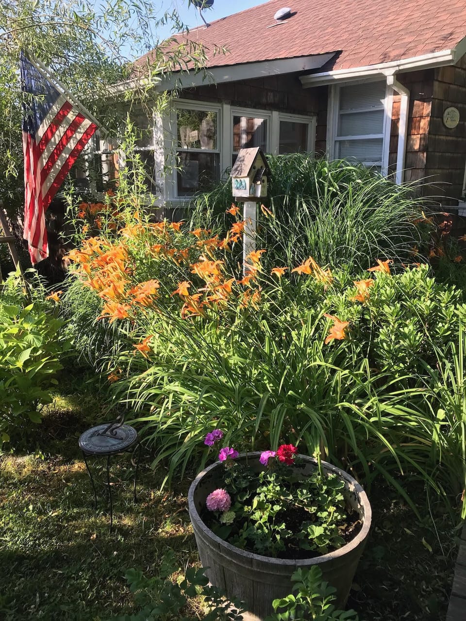 Tiger lillies in July and August