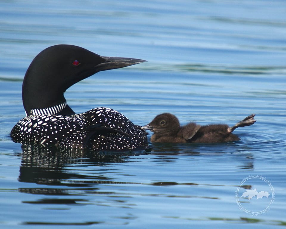 Lake Ann Loons