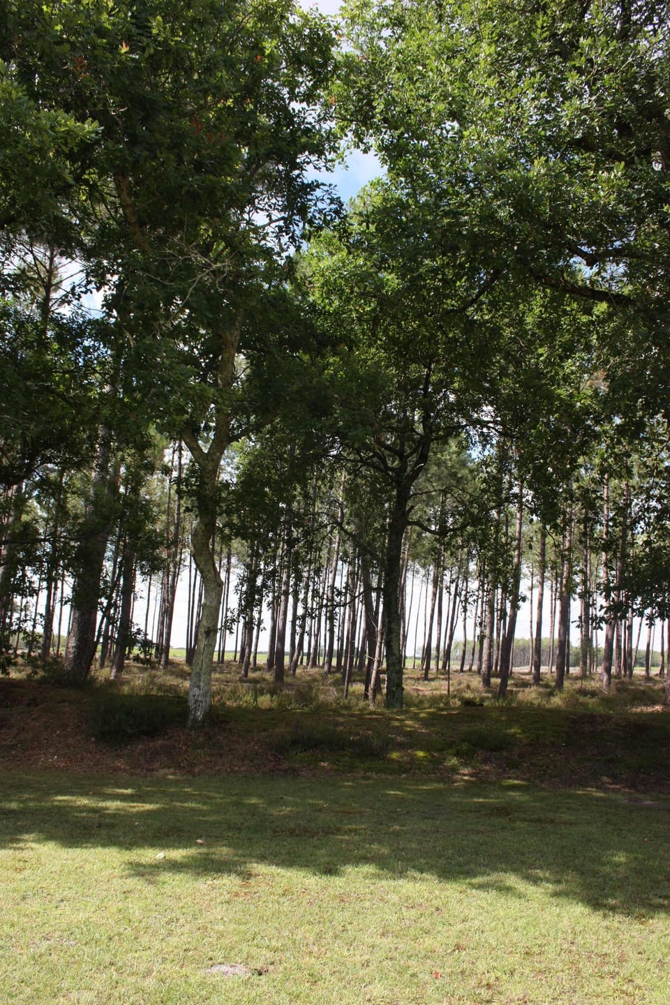 Landes Forest