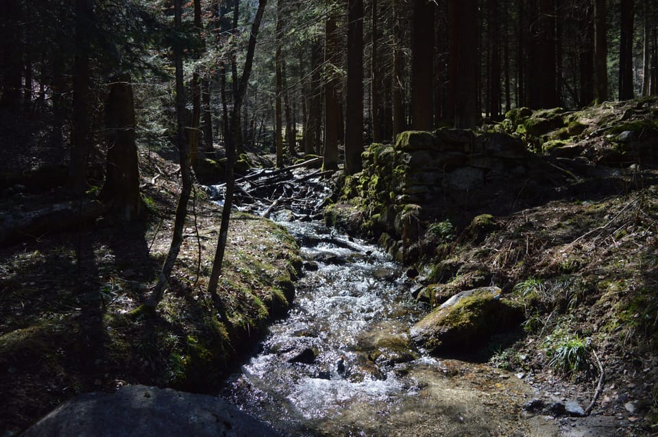 Forest Walk 4 minutes away