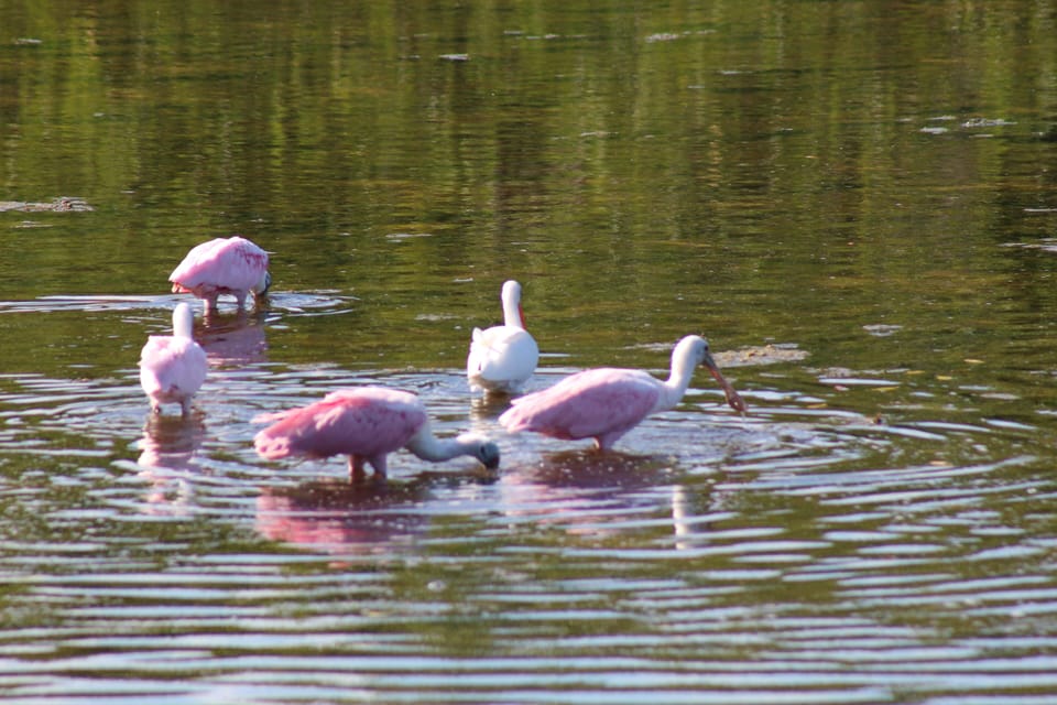 Spoon Bills at Ding Darling NWR.
