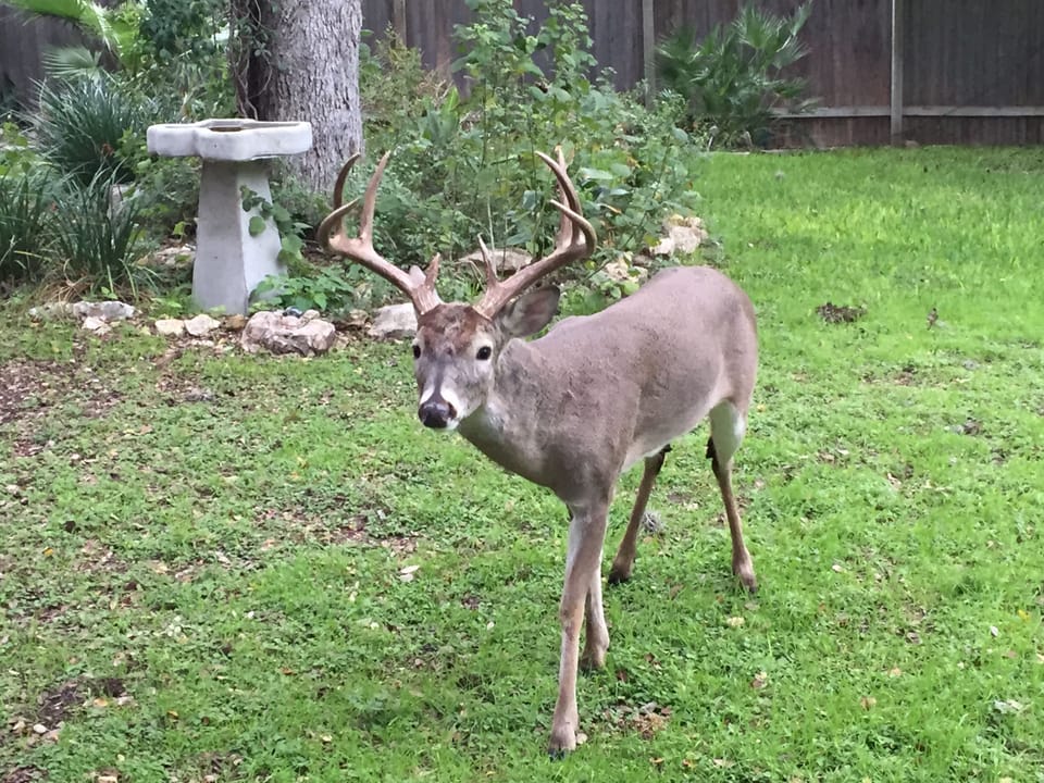 Our friendly deer love to come around