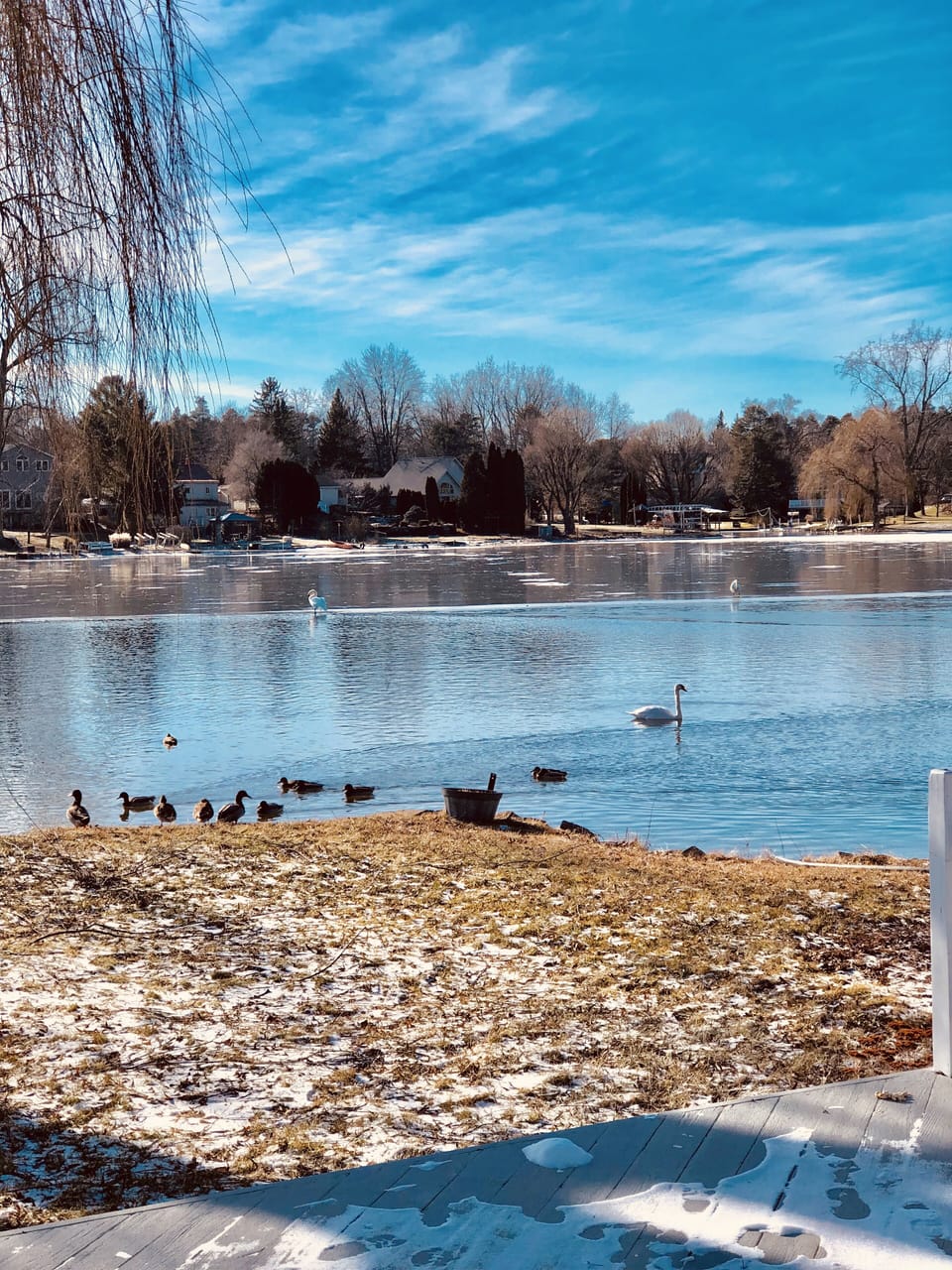 Winter view of the lake with swans and ducks visiting daily.