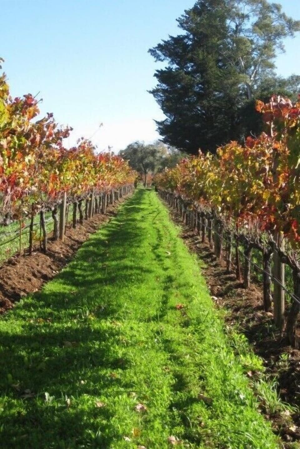 Vineyards in the Fall. (Note: not a view from our house.)