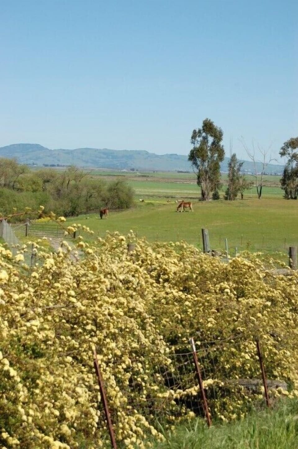 Lady Banks roses in Carneros.  9 miles south on Hwy 121 near Viansa Winery.