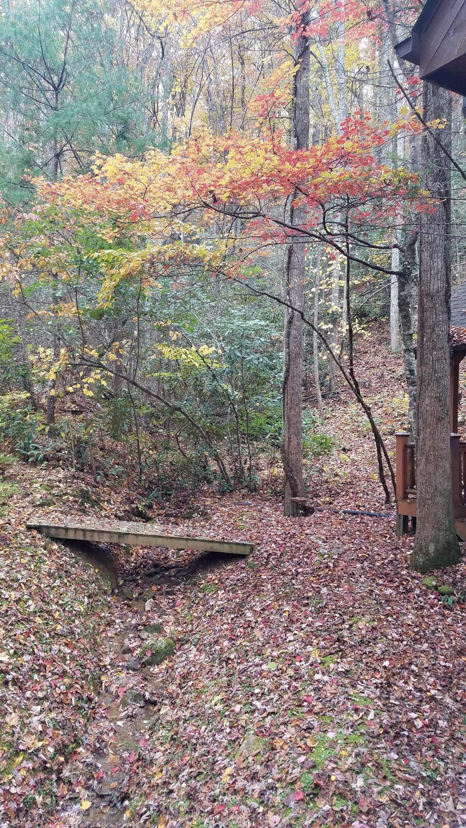 Fall Colors at the Cabin