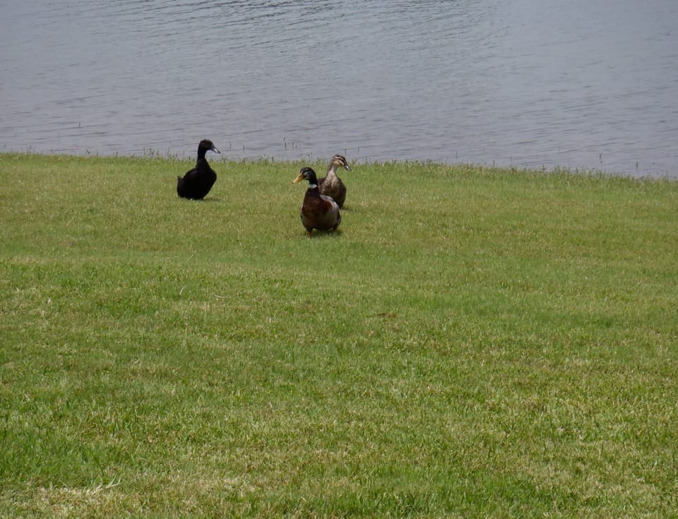 Nature in your backyard