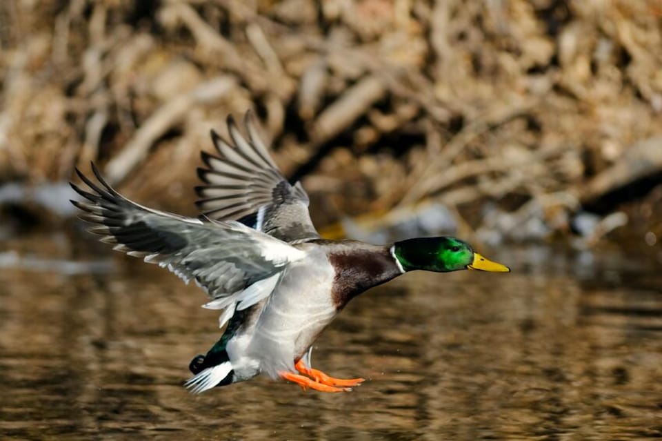 You'll share the lake with all sorts of friends!