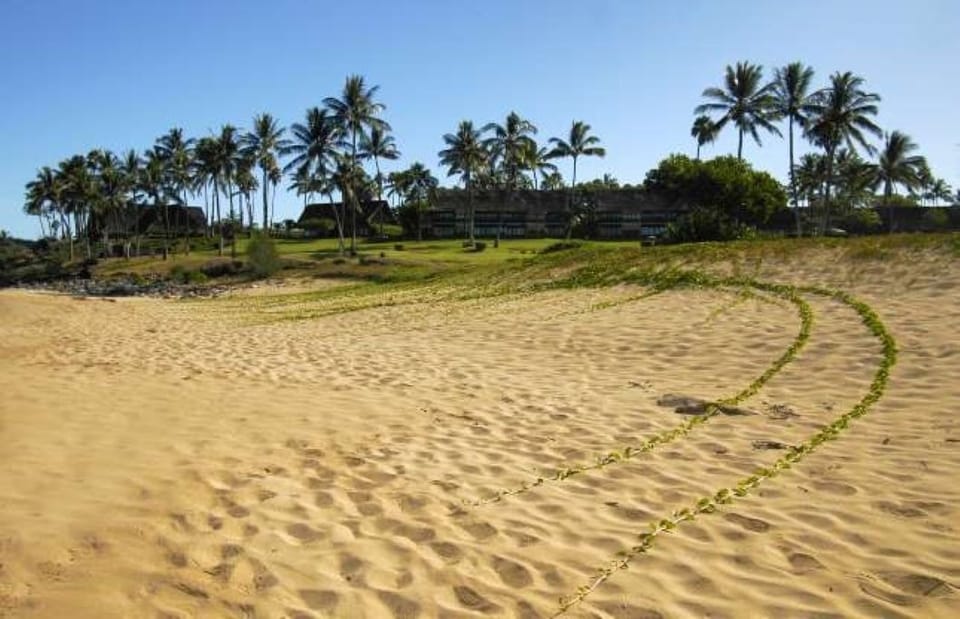 View toward the Cottages from sand dunes on the north.
