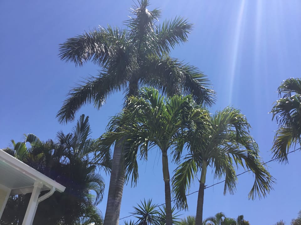 The view when looking up from the pool!