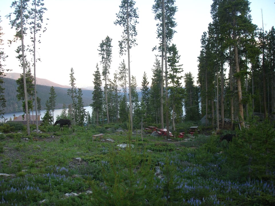 View of the fire pit area, and 2 visiting moose.