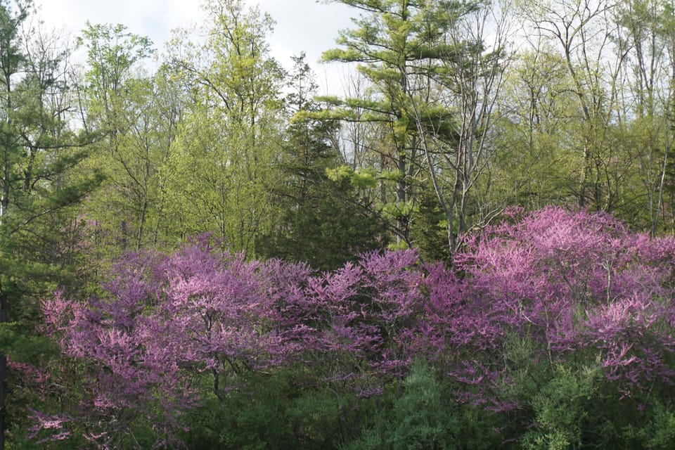 Forest surrounding Spotted Hart Mt House