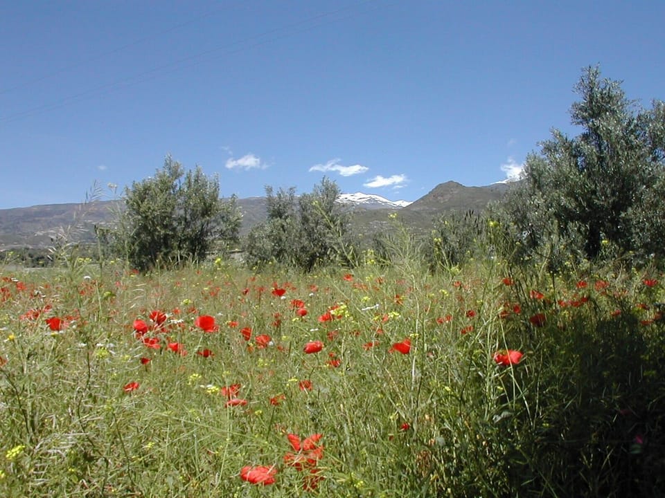 In May: fields of poppies, with snow on the peaks