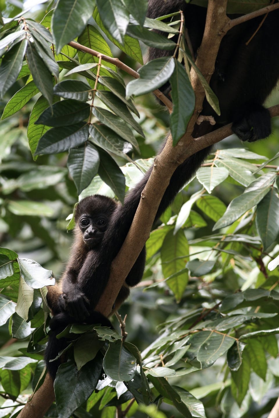 Howler Monkeys can be seen at Casa Montezuma almost every day. 
