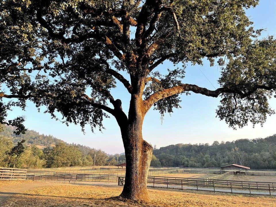 Majestic oak at sunrise