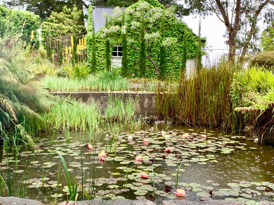 Waterlily pond and home to two dozen koi and heaps of frogs