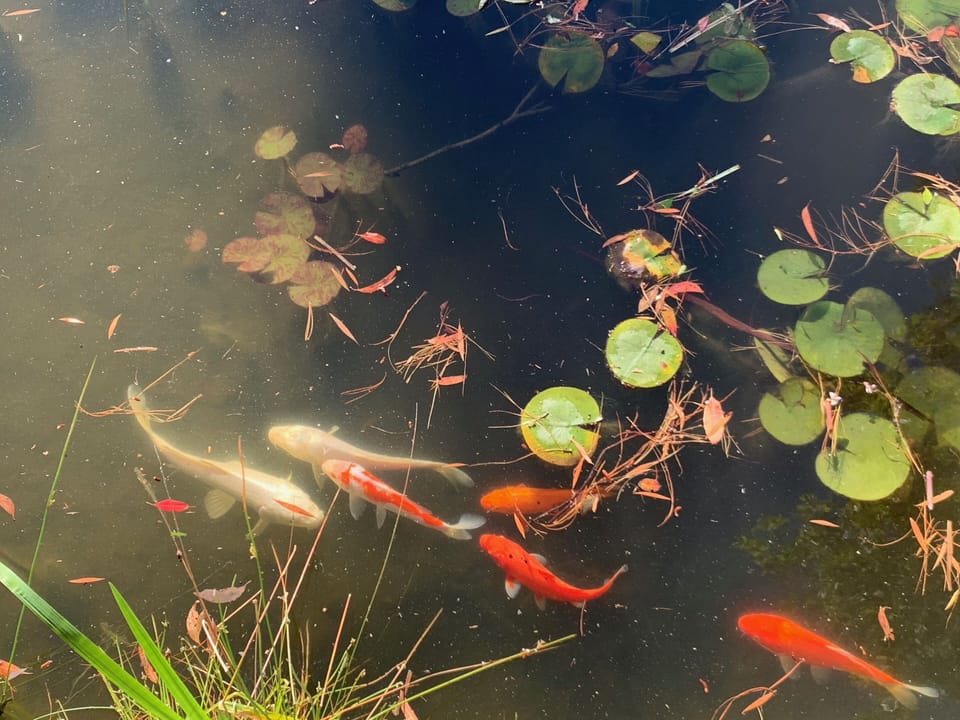 Koi carp