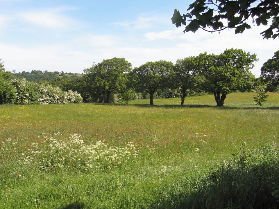 Wildflower meadow | Priestfield Grange - Willow Cottage, Chestnut Cottage - Prestfield Grange, Old Brampton, near Chesterfield