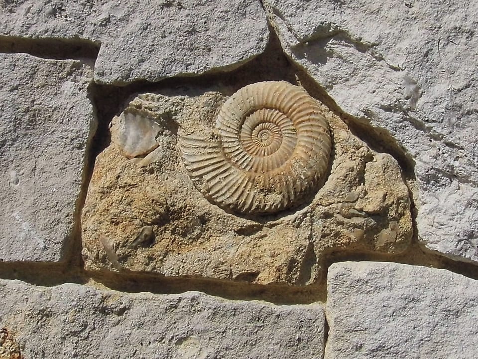 Local fossil examples embedded inthe stone walls | Fossils&rsquo; End, Chickerell, near Weymouth