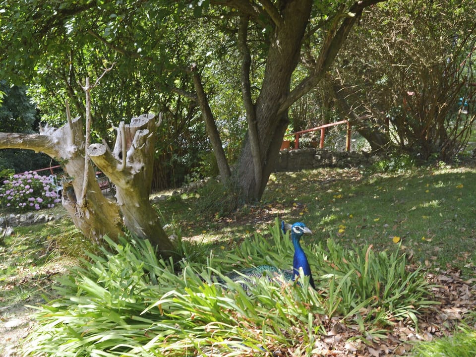 Tame Indian blue peacocks roam free | Trewartha-By-Chy, Crackington Haven