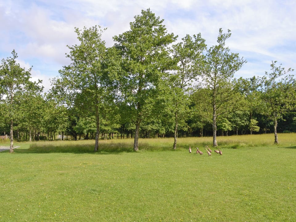Well-maintained grounds | Thornbury Holiday Park, Woodacott, near Holsworthy