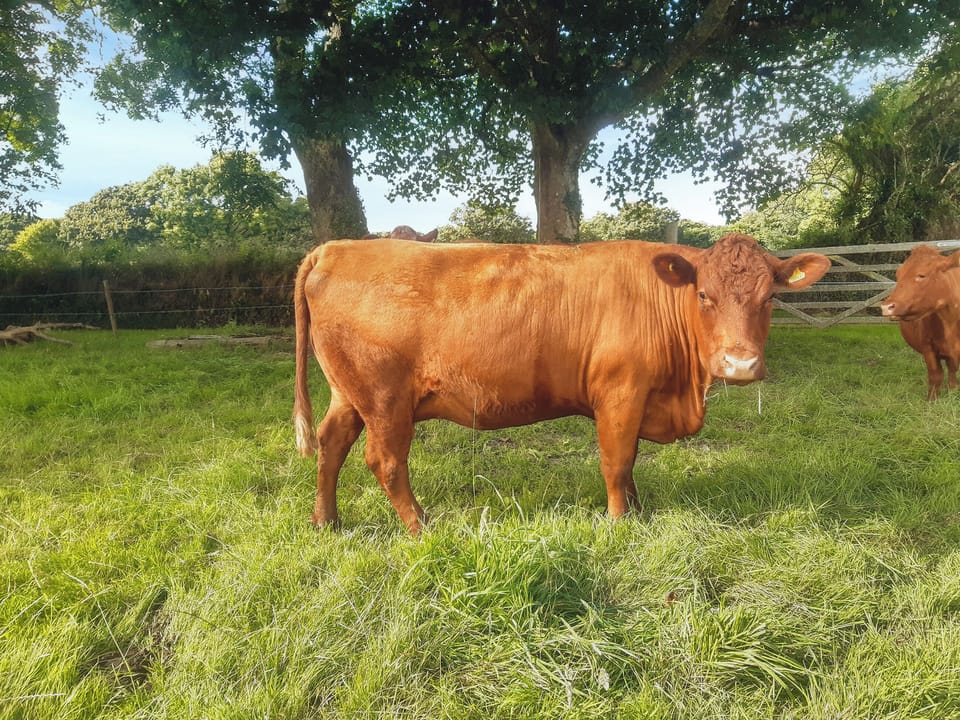 Not categorised | The Old Dairy, Mount Hawke