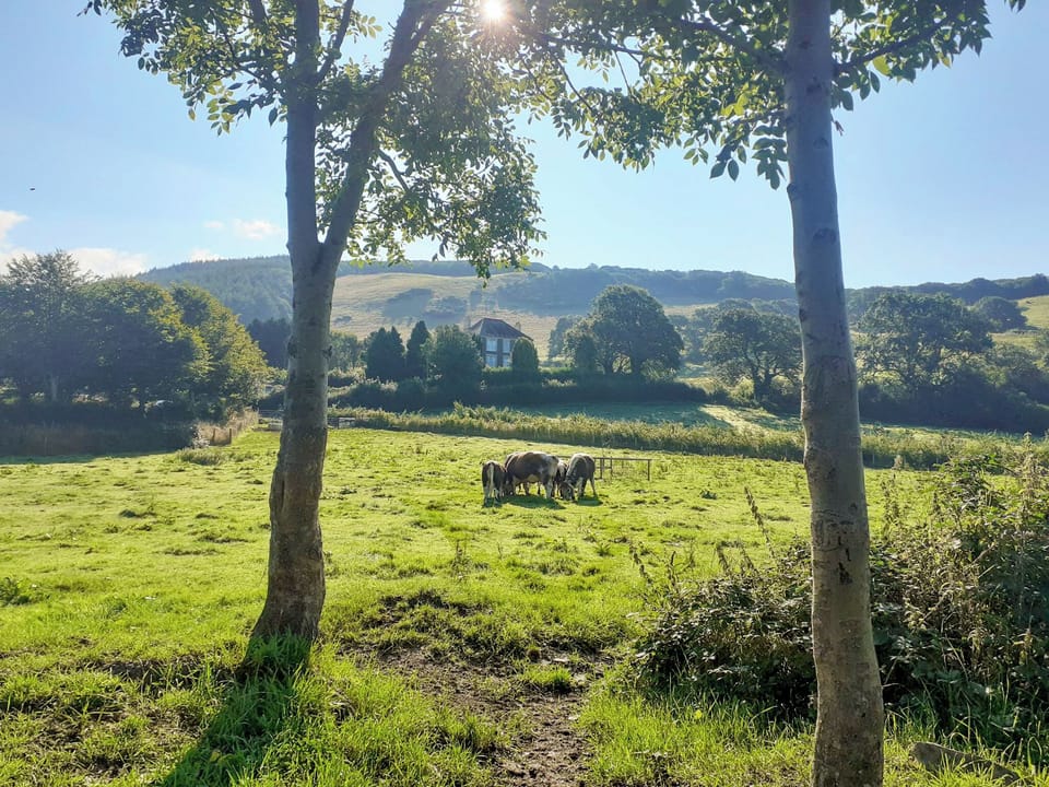 Tyllwyd Farmhouse in the early morning sun | Tyllwyd Farmhouse, Capel Bangor, near Aberystwyth