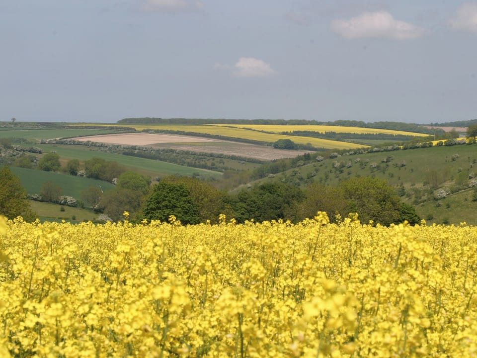 The Yorkshire Wolds | Sunny Cottage <br />, Welburn, near York