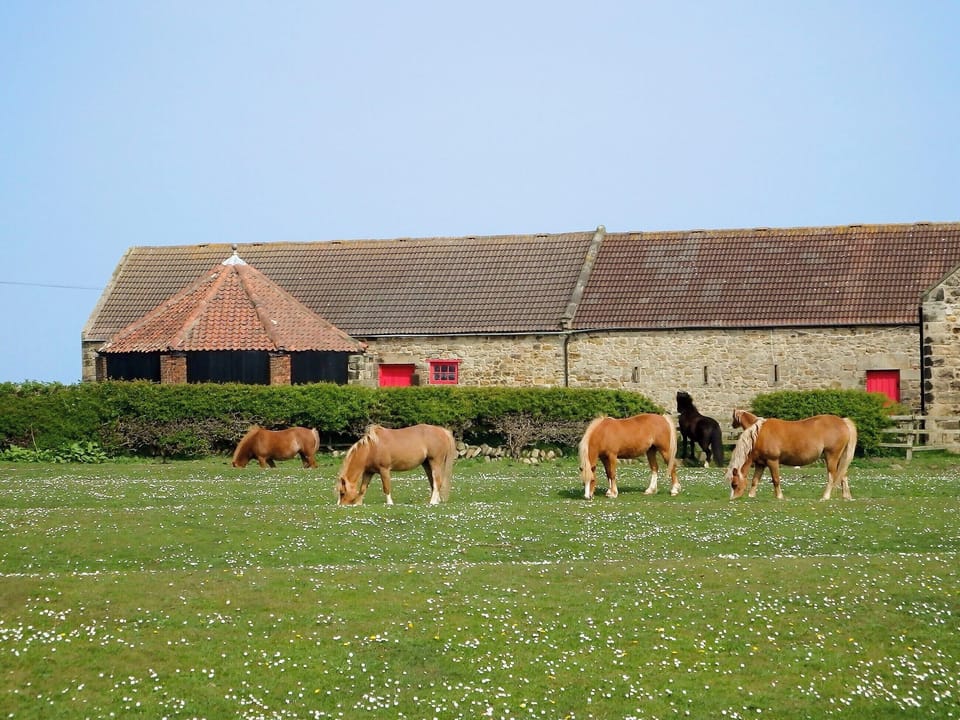 Set on a quiet arable farm with a resident herd of Welsh mountain ponies | Brier Dene End Cottage - Brier Dene Farm Cottages, Old Hartley, near Whitley Bay 