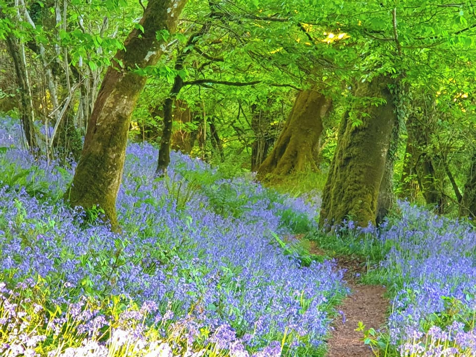 Nearby Bluebell Woods | Drovers, Advent