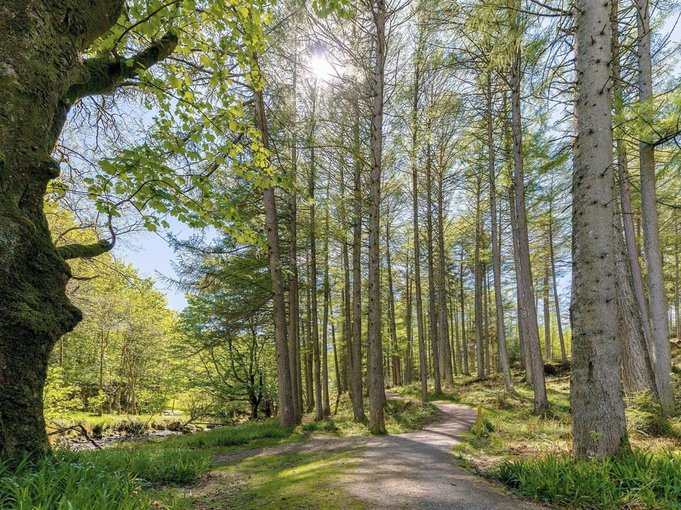 Lovely walks through the Argyll forest | Fern Cottage, Ardentinny near Dunoon