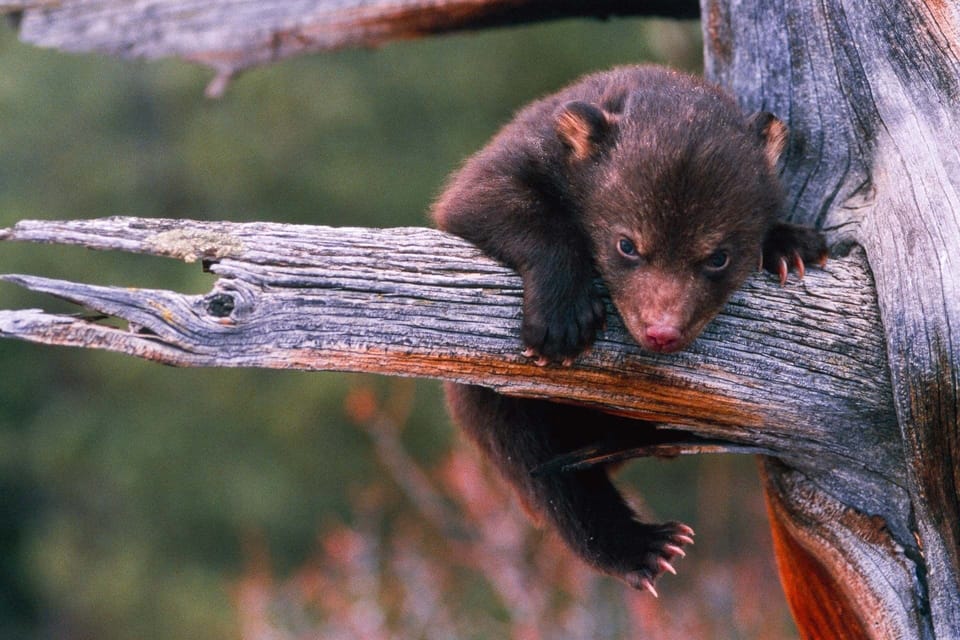 Black bear baby - yes, we have bears.
