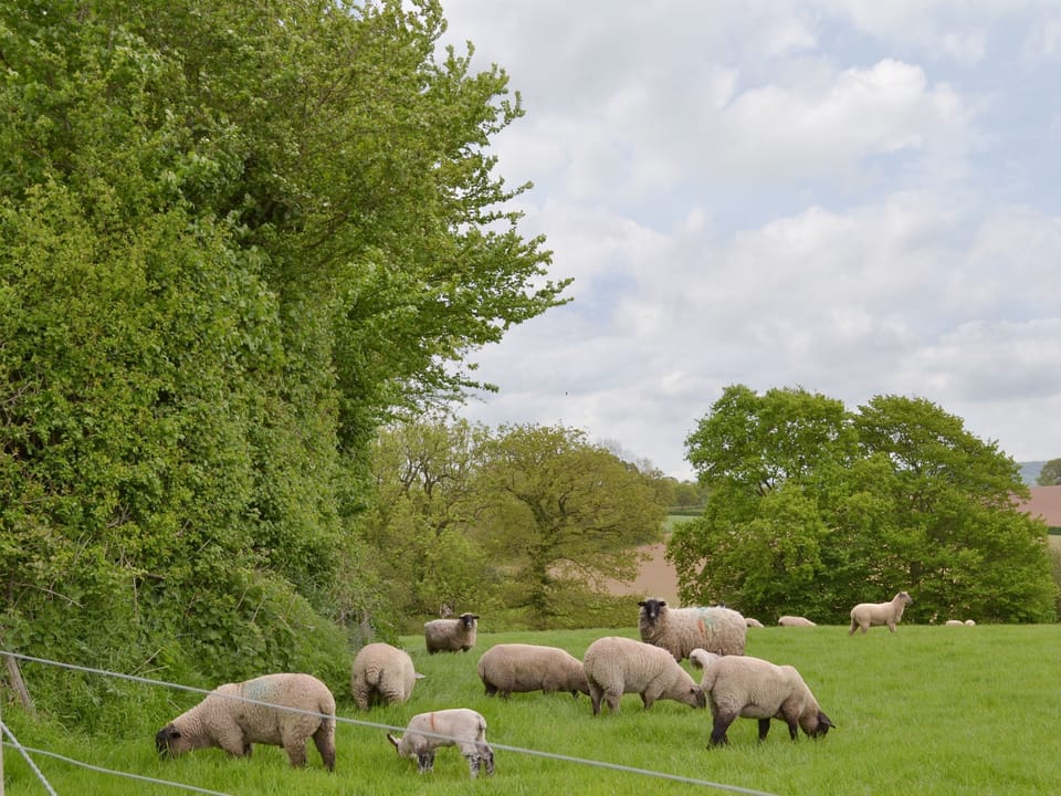 Lovely rural surroundings | Clyst William Barn - Little Clyst William Farm Cottages, Plymtree, near Cullompton