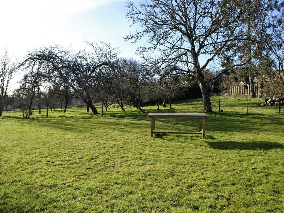 Garden | Copper Beech, Netherbury, Bridport