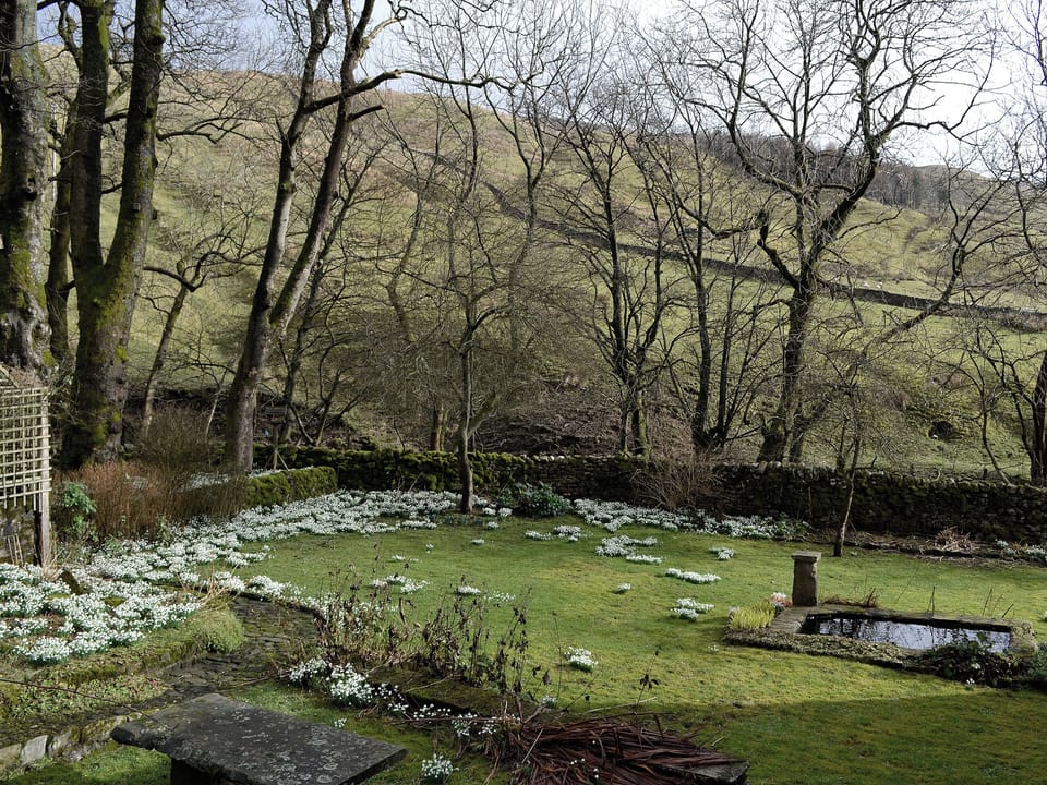Snowdrops in the garden | Angram Farmhouse, Halton Gill near Litton