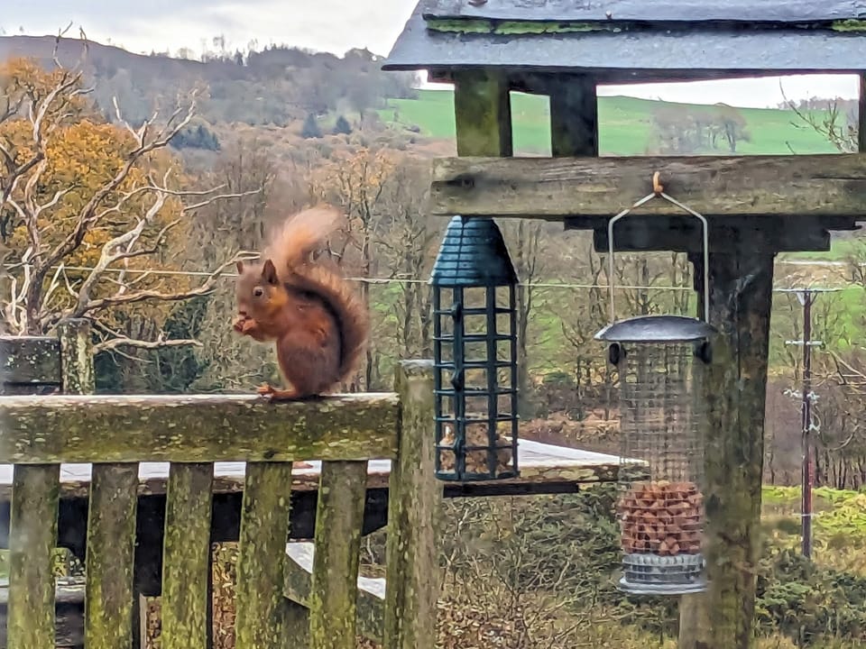 Wildlife from window | Little Boreland, Gatehouse of Fleet