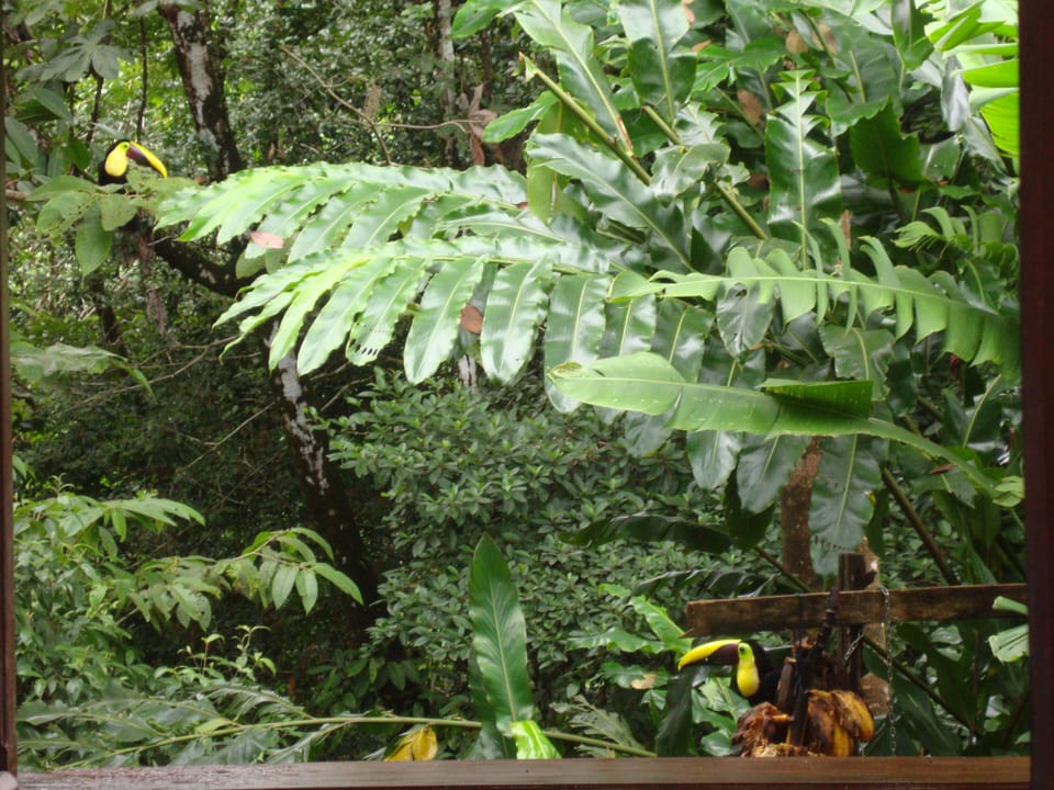 Chestnut-mandible toucans can easily be see from Grandma's house.