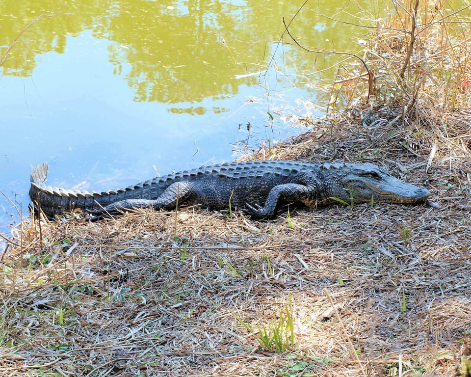 Find pre-historic life in our nature preserves.