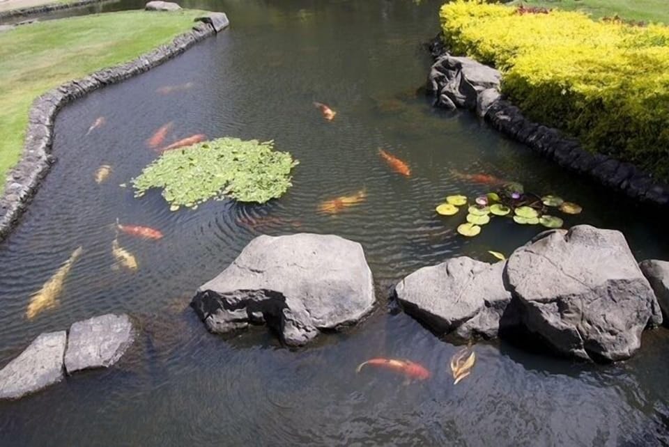 Koi Pond at The Whaler Resort 