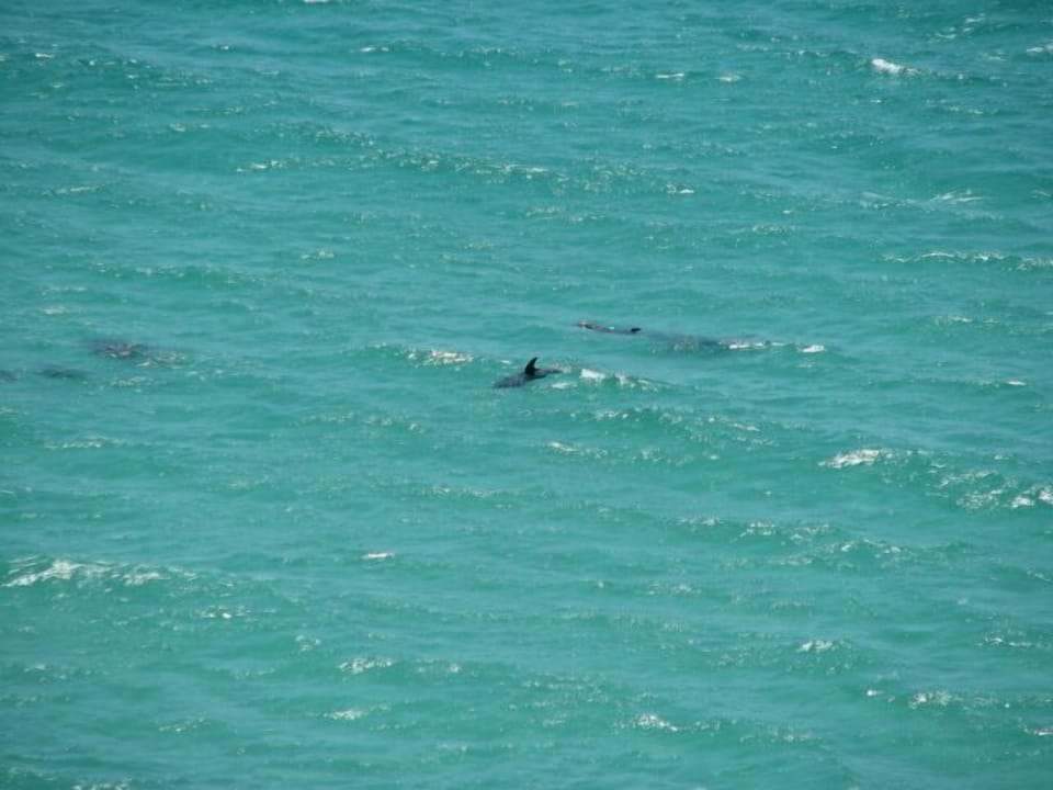 View of dolphins from the balcony.