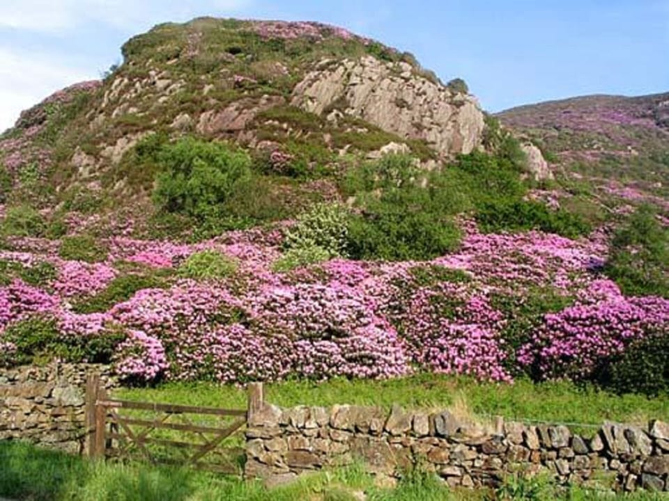 Beddgelert in bloom!