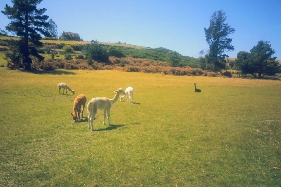 Alpaca's, Pet Sheep, Molly the Cat, Alvin the bunny and Aspen the Labrador puppy make home here