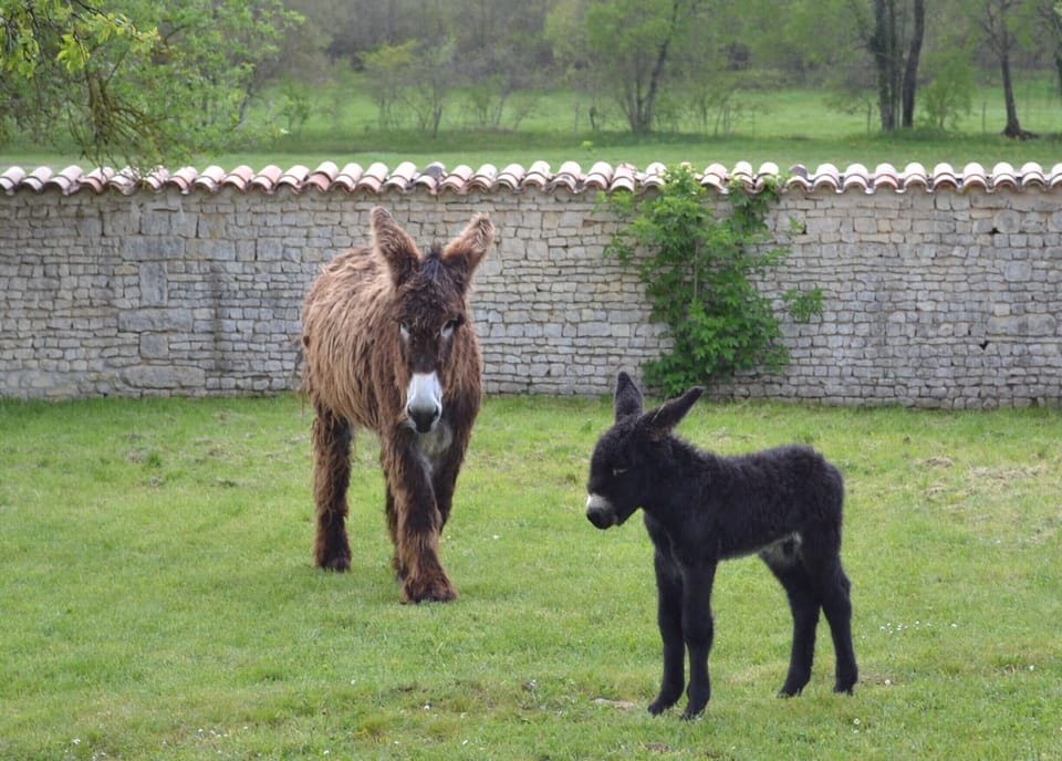 The Asinerie at Dampierre: Charly and Mum