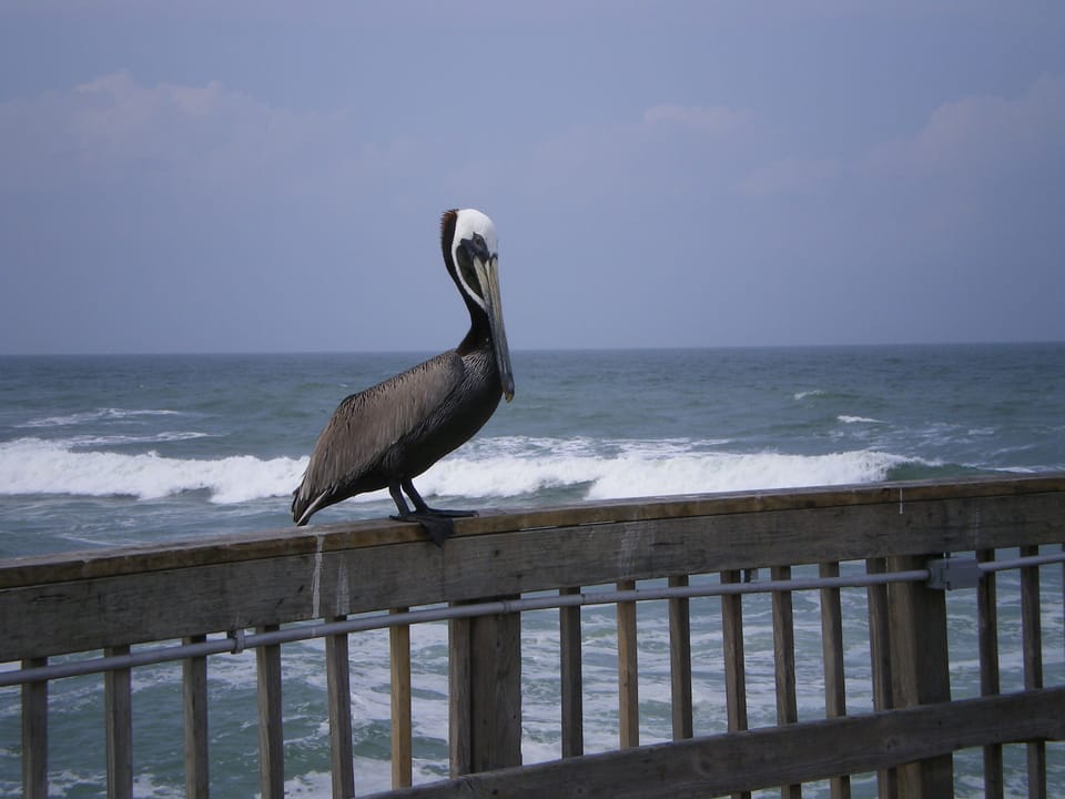 One of the locals on the pier