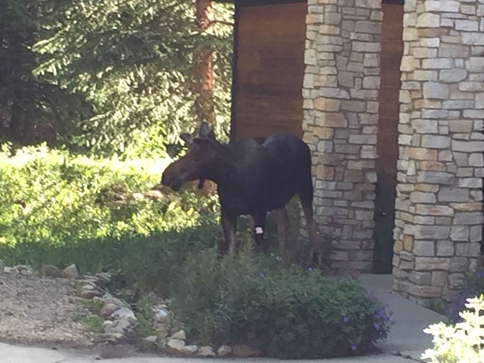 Guess who’s coming for dinner?