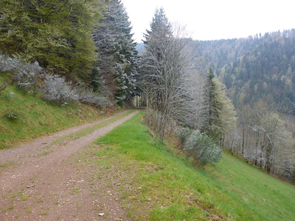 Fewo Titisee im Kaspershäusle nature