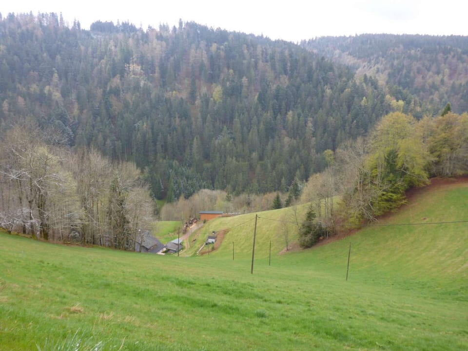 Fewo Titisee im Kaspershäusle view into the nature
