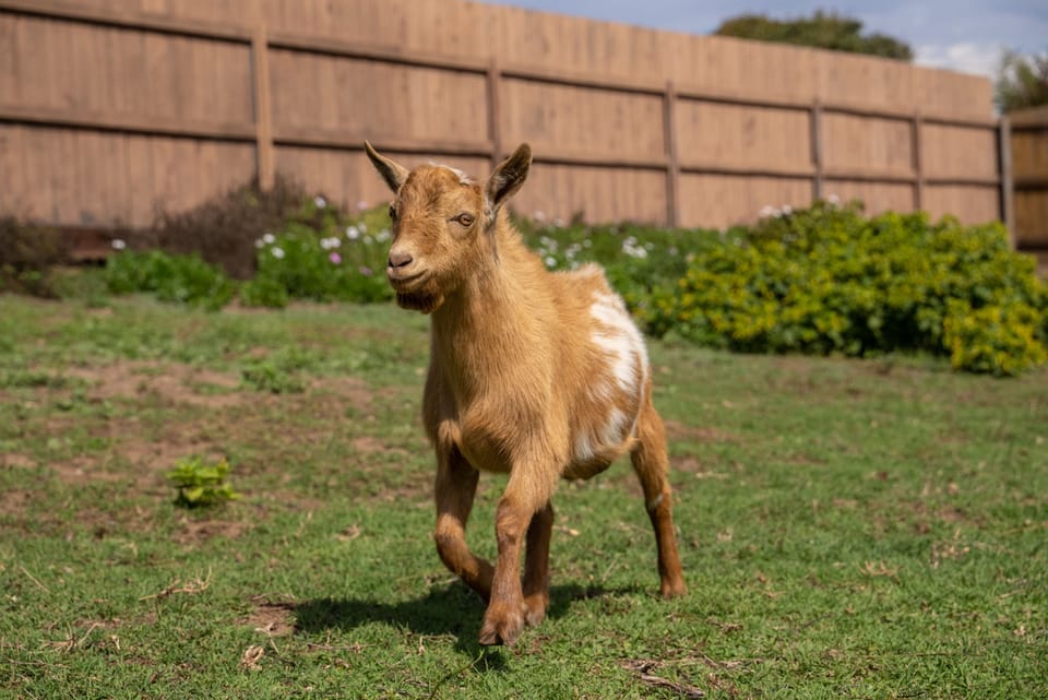 Bam Bam playing in the pasture